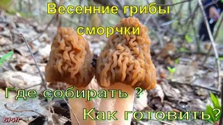 Весенние грибы сморчки. Где собирать? Как готовить?