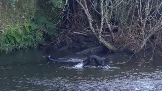 Gordon Setters hunting the duck that got away