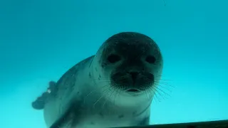 Seal Pups at Sealcenter Pieterburen 07.07.2023