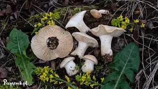 Gęśnica wiosenna / majówka wiosenna (Calocybe gambosa) - wygląd i smak