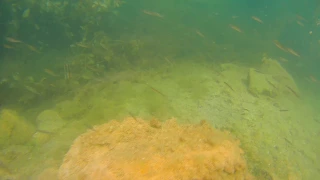 Базальтове, підводна зйомка