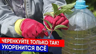 Черенкуйте только так!  Укоренится всё