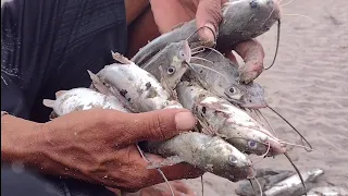 MUITOS BAGRES E SIRI NO RESULTADO DA ARMADILHA QUE ARMAMOS NO IGARAPÉ.