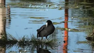 Eurasian Coot 16