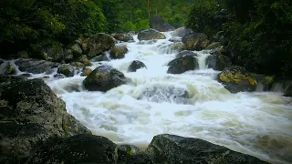 Beautiful Birds chirping in the Andes mountain forest ,Relaxing stream sound Relaxation focus #asmr