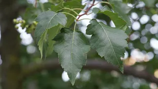 Crataegus phaenopyrum -  Washington Hawthorn