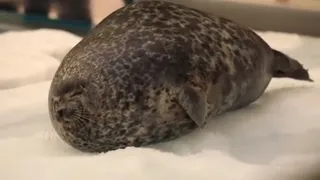 Sea Doggo