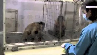 Two Monkeys Were Paid Unequally  Excerpt from Frans de Waal's TED Talk 1