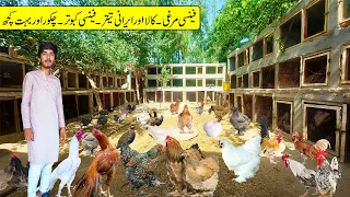 World Biggest Fancy Hens, Fancy Pigeon, Kala Teetar, Irani Teetar, Chakor Setup | Hen Hatching Eggs