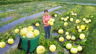 Harvesting Yellow Melon Go to countryside market sell - Take care of ducks || Free Bushcraft