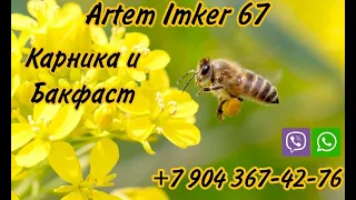 прививка 2024 #bee #бакфаст #карника #матководство #пчеловодство #пчелы