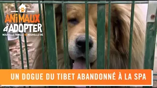 Daïwa, un dogue du Tibet, abandonné à la SPA - Animaux à adopter