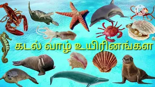 கடல் வாழ் உயிரினங்கள் #Easy Learning Method  for  children's #VIDEO