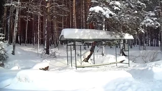 Зима уходит, до свиданья...