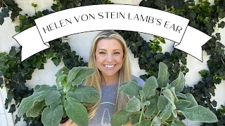 Plant Profile: Helen Von Stein's Lamb's Ear :: Dig, Plant, Water, Repeat