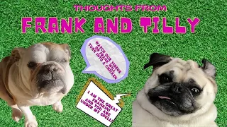 very short funny animal video clips| frank and tilly|#76 I LOVE SUNDAYS😂🐶#shorts#funnydogs#trending