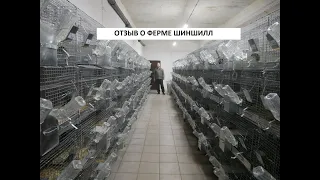 Отзыв о ферме шиншилл