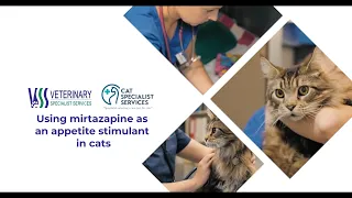 Using mirtazapine as an appetite stimulant in cats