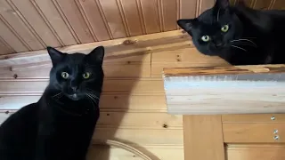 Cat Wall Combat!