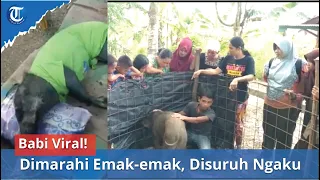 Babi Viral! Babi Hutan Jinak di Muratara Dimarahi Emak-emak