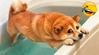 Funniest Animal Videos 2022 😁 - Best Funny Dogs And Cats Videos 🥰#6