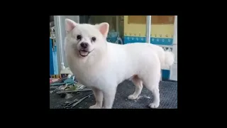 #short How to cut dog's hair | Japanese spitz trimming #shortsfeed #shortvideo