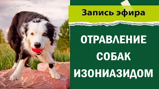 как спасти от Отравления собаку | изониазид и дог хантеры