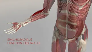 Brachioradialis Function: Elbow Flex (3D Animation)