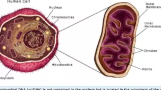 Mitochondrial DNA Analysis in Forensics