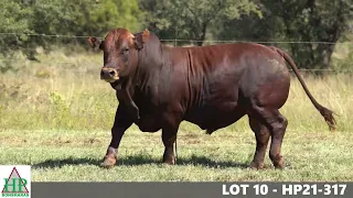 LOT 10   HP21 317