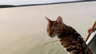 Cat Tries To Help Paddle Boat