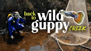 NEW Species - The secret WILD GUPPY CREEK | Planted Tank