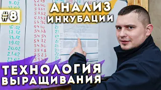 #8 Аналитика Фазы Инкубации. Выращивание Шампиньонов