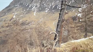 В Сайлюгемском парке фотоловушки засняли, как снежный барс ловит муху