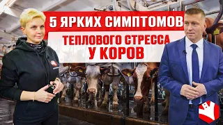 Как изменить рацион коровы, чтобы снизить тепловой стресс | Молочное животноводство