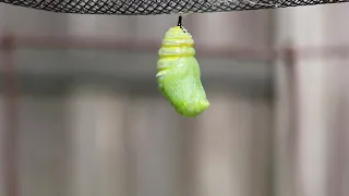 Monarch Caterpillar Changes to a Chrysalis - Extended Cut