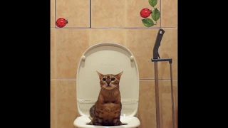 Масик писает (кот смывает за собой в унитазе) (cat uses toilet and flushing)