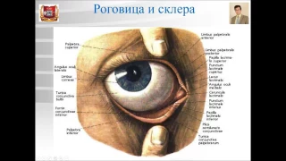 Лекция № 11. Органы чувств - 1: орган зрения. Лекция по гистологии.