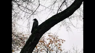 Зелье Знахаря восстановление здоровья и красоты Автор Александр Кудринский