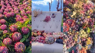 Amazing Succulent Garden| 多肉植物 | 다육이들 | Suculentas