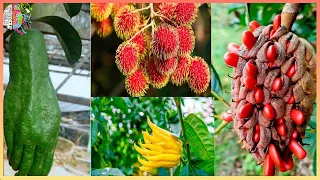 LAS 10 FRUTAS EXOTICAS MAS RARAS DEL MUNDO