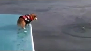 собака прыгает в воду.