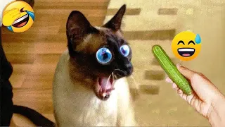 ❤️😆 Funniest Cats and Dogs Videos 😘😘 Funniest Animals 2024 # 10