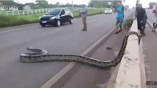 Amazing. Giant. Anaconda. Climbing. coconut. Trees