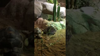 Turtles doing something in Singapore Zoo