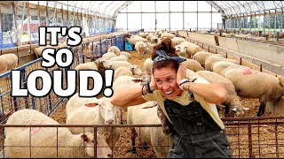 WE FINALLY DID IT! (Weaning lambs with ONE BIG SURPRISE):  Vlog 341
