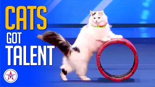 Cats Got Talent! Every Cat Audition on Talent Shows!