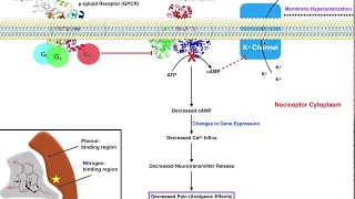 Heroin & Morphine | Metabolism & Mechanism of Action