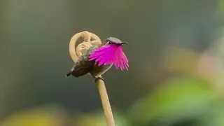 SMALLEST TYPES OF Hummingbirds "Wine-Necked Hummingbird" ..