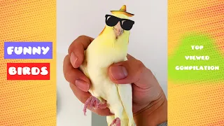 Funny Birds Top Viewed Shorts Compilation